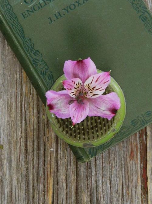 Napoli  Lilac Alstroemeria